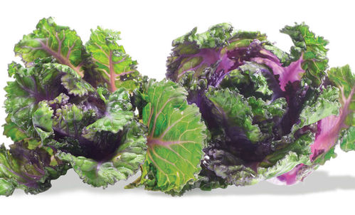 Kalettes formerly known as Flower Sprout 10 Seed
