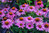 50 x Echinacea pallida Pale Purple Coneflower Flower Seeds