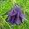 Aquilegia Woodside Blue Columbine 35 Hardy Perennial Flower Seeds
