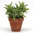 6 Herbs Rosemary Sage Thyme Parsley Dill Oregano