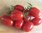 Santonio F1 Cherry Plum Tomato 5 Vegetable Seeds