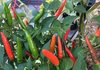 Birds Eye (Hot) Chili Pepper Seeds - 20 Fruit/Vegetable Seeds