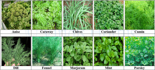 10 Pack Herb Collection Seeds Parsley, Anise