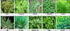 10 Pack Herb Collection Seeds Parsley, Anise