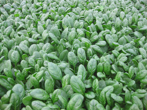 Spinach F1 Banjo (350) Vegetable/Fruit Seeds
