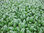 Spinach F1 Banjo (350) Vegetable/Fruit Seeds