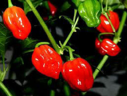 3x Red Scotch Bonnet Hot Pepper Plug Plants A:Capsicum annuum B:130327 C:3484 D:GB