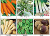Winter Vegetable Seed Collection 6 Varieties