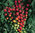 3 x Tomato Cherry Baby F1 Plug Plants A:Solanum lycopersicum B:130327 C:3492 D:GB