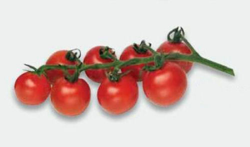 3 x Tomato Cherry Baby F1 Plug Plants A:Solanum lycopersicum B:130327 C:3492 D:GB