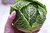 12 x Cabbage Endeavour Winter Savoy Plug Plants A:Brassica oleracea B:130327 C:3520 D:GB