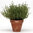 2 x Thyme Vulgaris Compacta Herb Plug Plants