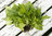 Broccoli Raab (Cime di rapa) Vegetable Seeds