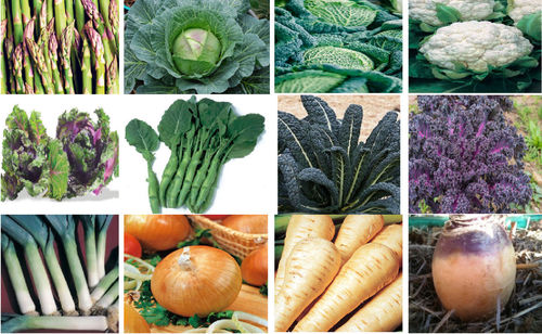 Winter Vegetable Seed Collection 12 Varieties