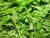 Coriander Long Established Popular Herb