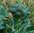 Kailaan Kichi Chinese Broccoli 400 (1g) Seed