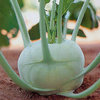 KohlRabi Giant Superschmelz Vegetable Seeds