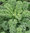 Kale Borecole Dwarf Green Curled 500 Seeds