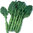 Kailaan Chinese Broccoli 110 .56g Veg Seeds