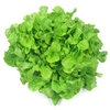 Lettuce A Foglia di Quercia Vegetable Seeds