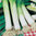 Leek Musselburgh 400 1.2g's Vegetable Seeds