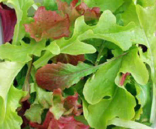 Lettuce BabyLeaf Salad Mix ViridisHortus own Mix