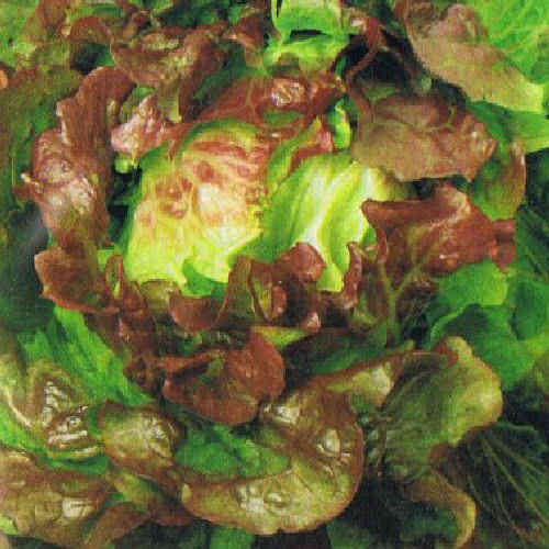 Lettuce Besson Rouge - 900 Vegetable Seeds