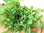 Lettuce Catalogna Cerbiatta BabyLeaf Seeds