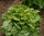 Lettuce Bridgemere TZ 1233 - 610 Vegetable Seeds