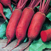 Beetroot Cylindra 200 (3g's) Vegetable Seeds
