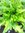 Lettuce Green Oak Leaf also as BabyLeaf Seeds
