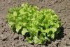Lettuce Green Oak Leaf also as BabyLeaf - 850 Seeds