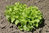 Lettuce Green Oak Leaf also as BabyLeaf