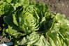 Lettuce Kagraner Sommer 2 Vegetable Seeds