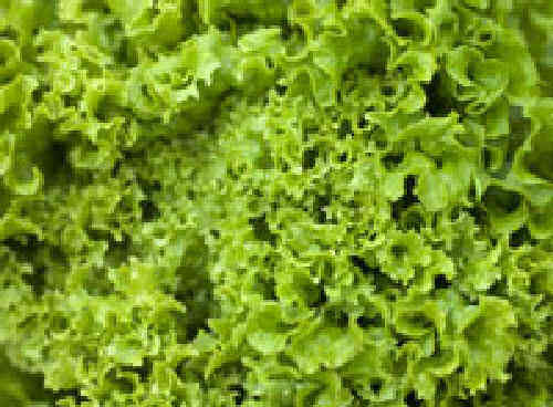 Lettuce Green Batavia BabyLeaf - 800 Seeds