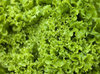Lettuce Green Batavia BabyLeaf - 800 Seeds