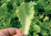 Lettuce Green Batavia BabyLeaf Seeds