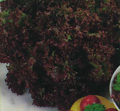 Lettuce Lollo Rossa - 900 Vegetable Seeds