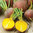 Beetroot Golden Globe Vegetable Seeds