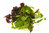 Lettuce Tuscan Salad Mix 740 Vegetable Seeds