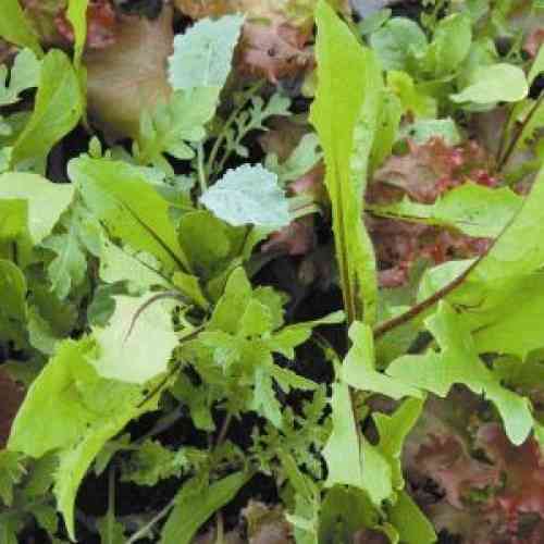 Lettuce Tuscan Salad Mix 740 Vegetable Seeds