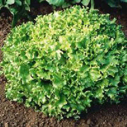 Lettuce Tango 540 Vegetable Seeds