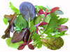 Lettuce Herb Blend BabyLeaf Mix Vegetable Seeds