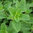 Marjoram, Sweet Herb 2500 Herb Seeds
