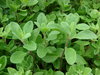 Marjoram, Sweet Herb 2500 Herb Seeds