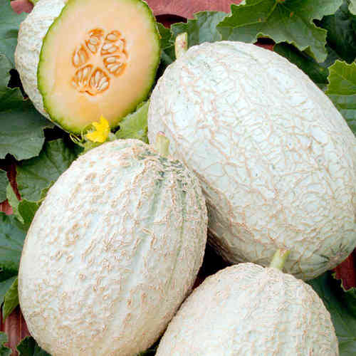 Melon Emir F1 10 Sweet Cucurnis Melo Seeds