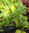 Lettuce BabyLeaf Harvest Blend Salad Mix 860