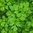 Parsley Plain Leaved or French Herb Seeds