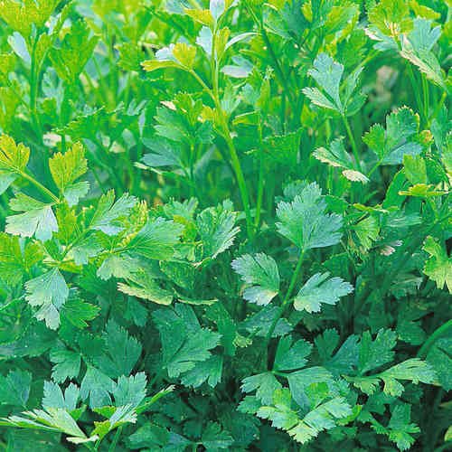 Parsley Plain Leaved or French Herb Seeds