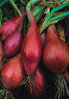 Onion Long Red Florence 720 Vegetable Seeds